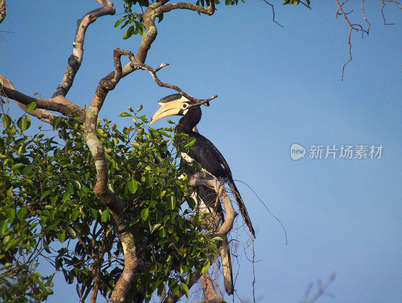 Malabar Pied Hornbill栖息在一棵树上